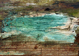 Chlorociboria aeruginascens , Green Elfcup, sm&aring;sporet gr&oslash;nnbeger, gr&oslash;nsk&aring;l, Gewone kopergroenbekerzwam, Kleinsporiger Grünspanbecherling, Chlorosplenium vert-de-gris