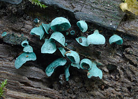 Chlorociboria aeruginascens , Green Elfcup, sm&aring;sporet gr&oslash;nnbeger, gr&oslash;nsk&aring;l, Gewone kopergroenbekerzwam, Kleinsporiger Grünspanbecherling, Chlorosplenium vert-de-gris