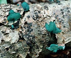 Chlorociboria aeruginascens , Green Elfcup, sm&aring;sporet gr&oslash;nnbeger, gr&oslash;nsk&aring;l, Gewone kopergroenbekerzwam, Kleinsporiger Grünspanbecherling, Chlorosplenium vert-de-gris