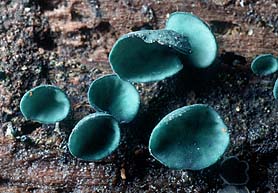 Chlorociboria aeruginascens , Green Elfcup, sm&aring;sporet gr&oslash;nnbeger, gr&oslash;nsk&aring;l, Gewone kopergroenbekerzwam, Kleinsporiger Grünspanbecherling, Chlorosplenium vert-de-gris