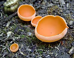 Aleuria aurantia , almindelig orangebæger, Orange Peel Fungus, oransjebeger, mønjeskål, Grote oranje bekerzwam, Gemeiner Orangebecherling, Pézize orangée