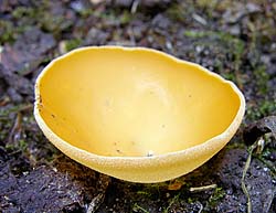 Aleuria aurantia , almindelig orangebæger, Orange Peel Fungus, oransjebeger, mønjeskål, Grote oranje bekerzwam, Gemeiner Orangebecherling, Pézize orangée