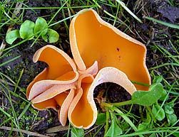 Aleuria aurantia , almindelig orangebæger, Orange Peel Fungus, oransjebeger, mønjeskål, Grote oranje bekerzwam, Gemeiner Orangebecherling, Pézize orangée