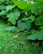 Aleuria aurantia , almindelig orangebæger, Orange Peel Fungus, oransjebeger, mønjeskål, Grote oranje bekerzwam, Gemeiner Orangebecherling, Pézize orangée