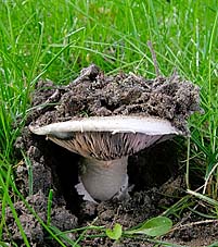Agaricus bitorquis , vej-champignon, bysjampinjong, vægchampinjon, Stråtchampignon, Stadt-Egerling, Agaric des trottoirs