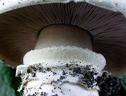 Agaricus bitorquis , vej-champignon, bysjampinjong, vægchampinjon, Stråtchampignon, Stadt-Egerling, Agaric des trottoirs