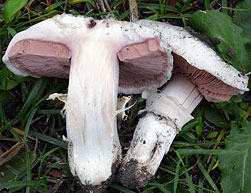 Agaricus bitorquis , vej-champignon, bysjampinjong, vægchampinjon, Stråtchampignon, Stadt-Egerling, Agaric des trottoirs