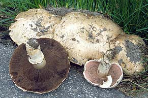 Agaricus bitorquis , vej-champignon, bysjampinjong, vægchampinjon, Stråtchampignon, Stadt-Egerling, Agaric des trottoirs