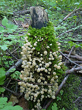 Coprinellus disseminatus , bredsået blækhat