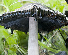 Coprinus comatus , paryk-bl&aelig;khat, Shaggy Inkcap / Lawyer
