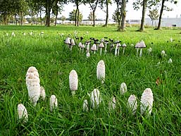 Coprinus comatus , paryk-bl&aelig;khat, Shaggy Inkcap / Lawyer