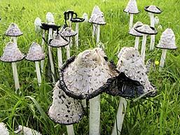 Coprinus comatus , paryk-bl&aelig;khat, Shaggy Inkcap / Lawyer