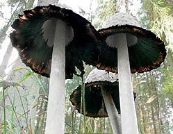 Coprinus comatus , paryk-bl&aelig;khat, Shaggy Inkcap / Lawyer