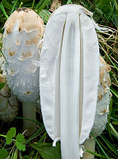 Coprinus comatus , paryk-bl&aelig;khat, Shaggy Inkcap / Lawyer