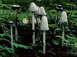 Coprinus comatus , paryk-bl&aelig;khat, Shaggy Inkcap / Lawyer