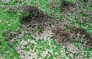 Coprinellus disseminatus , bredsået blækhat