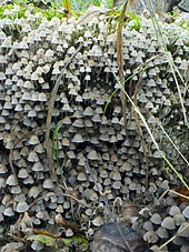 Coprinellus disseminatus , bredsået blækhat