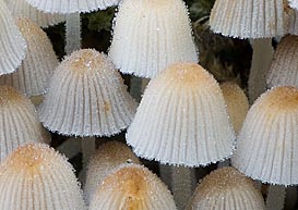 Coprinellus disseminatus , bredsået blækhat