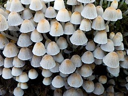 Coprinellus disseminatus , bredsået blækhat