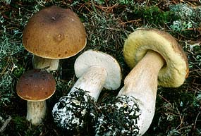 Boletus edulis , spiselig r&oslash;rhat, Penny Bun / Cep, steinsopp, stensopp, Gewoon eekhoorntjesbrood, Fichten-Steinpilz, Bolet cèpe