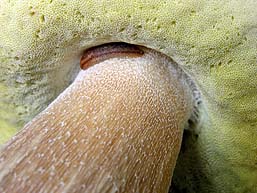 Boletus edulis , spiselig r&oslash;rhat, Penny Bun / Cep, steinsopp, stensopp, Gewoon eekhoorntjesbrood, Fichten-Steinpilz, Bolet cèpe