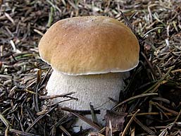 Boletus edulis , spiselig r&oslash;rhat, Penny Bun / Cep, steinsopp, stensopp, Gewoon eekhoorntjesbrood, Fichten-Steinpilz, Bolet cèpe