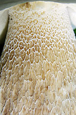 Boletus edulis , spiselig r&oslash;rhat, Penny Bun / Cep, steinsopp, stensopp, Gewoon eekhoorntjesbrood, Fichten-Steinpilz, Bolet cèpe