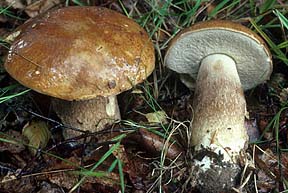 Boletus edulis , spiselig r&oslash;rhat, Penny Bun / Cep, steinsopp, stensopp, Gewoon eekhoorntjesbrood, Fichten-Steinpilz, Bolet cèpe