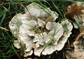 Abortiporus biennis , r&oslash;dmende pjalteporesvamp, Blushing Rosette, r&oslash;dnende labyrintkjuke, klumpticka, Toefige labyrintzwam, R&oslash;tender Saftwirrling