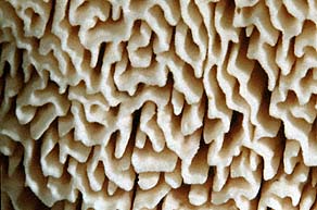 Abortiporus biennis , r&oslash;dmende pjalteporesvamp, Blushing Rosette, r&oslash;dnende labyrintkjuke, klumpticka, Toefige labyrintzwam, R&oslash;tender Saftwirrling