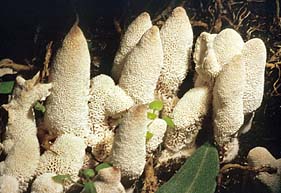 Abortiporus biennis , r&oslash;dmende pjalteporesvamp, Blushing Rosette, r&oslash;dnende labyrintkjuke, klumpticka, Toefige labyrintzwam, R&oslash;tender Saftwirrling