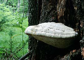 Fomitopsis officinalis , "lærke-hovporesvamp", Lærchen-Baumschwamm