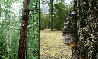 Fomitopsis officinalis , "lærke-hovporesvamp", Lærchen-Baumschwamm