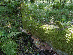 Ganoderma applanatum , flad lakporesvamp, Flacher Lackporling