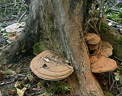 Ganoderma applanatum , flad lakporesvamp, Flacher Lackporling