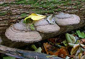 Ganoderma applanatum , flad lakporesvamp, Flacher Lackporling