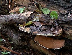 Ganoderma applanatum , flad lakporesvamp, Flacher Lackporling