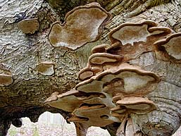 Ganoderma applanatum , flad lakporesvamp, Flacher Lackporling