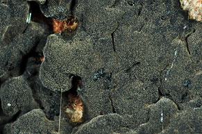 Pseudotomentella tristis , "jord-frynsehinde", Bruin rouwvliesje, Düsteres Scheinfilzgewebe