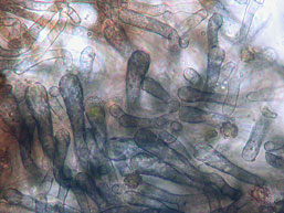 Pseudotomentella tristis , "jord-frynsehinde", Bruin rouwvliesje, Düsteres Scheinfilzgewebe