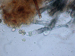 Pseudotomentella tristis , "jord-frynsehinde", Bruin rouwvliesje, Düsteres Scheinfilzgewebe