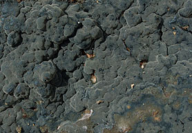 Pseudotomentella tristis , "jord-frynsehinde", Bruin rouwvliesje, Düsteres Scheinfilzgewebe
