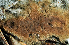 Pseudotomentella tristis , "jord-frynsehinde", Bruin rouwvliesje, Düsteres Scheinfilzgewebe