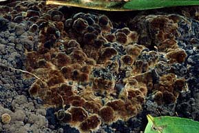 Pseudotomentella tristis , "jord-frynsehinde", Bruin rouwvliesje, Düsteres Scheinfilzgewebe