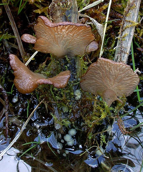 JHP-05.033-ArrheniaLoba04.jpg