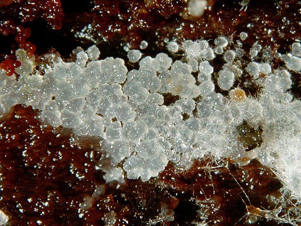 JHP-05.045-StypellaSp04.jpg