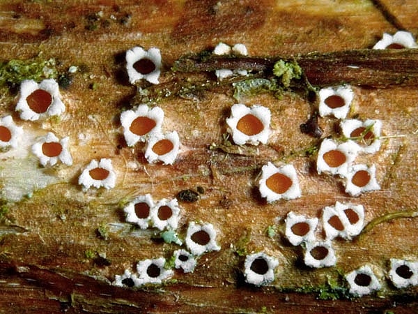 JHP-05.050-StictisRadi02.jpg