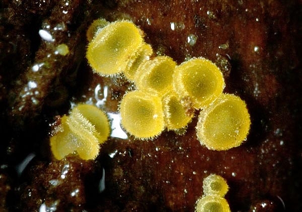 JHP-05.053-PhialinaUlma05.jpg