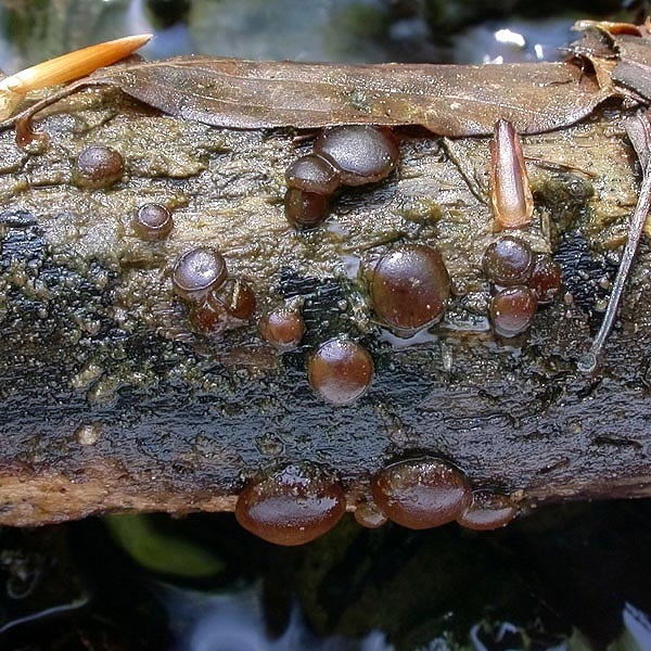 JHP-05.057-PachyellaBabi05.jpg