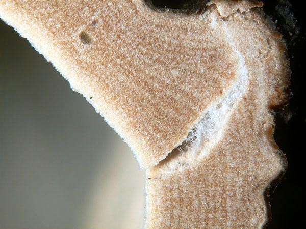 JHP-05.060-Aleurodis#145E36.jpg